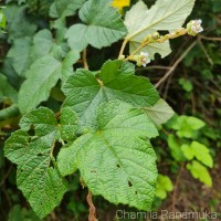 Rubus moluccanus L.